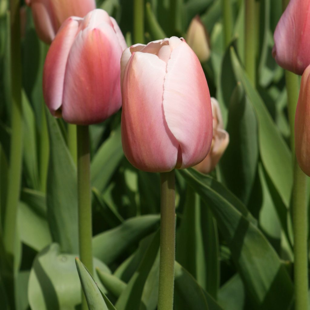 Darwin-Hybrid-Tulpe Ollioules