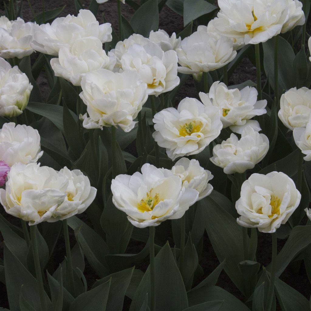 Späte Gefüllte Tulpe Cool 