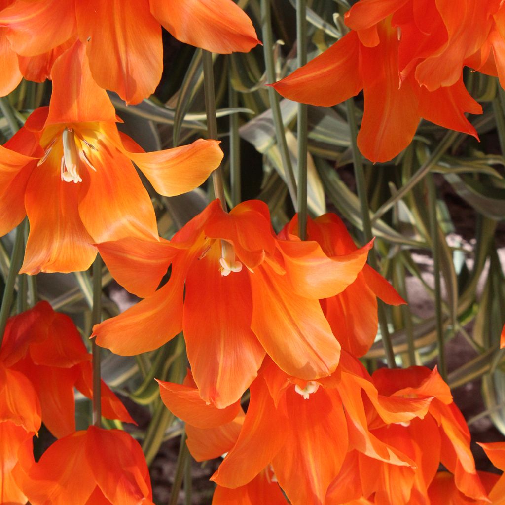 Lilienblütige Tulpe Ballerina