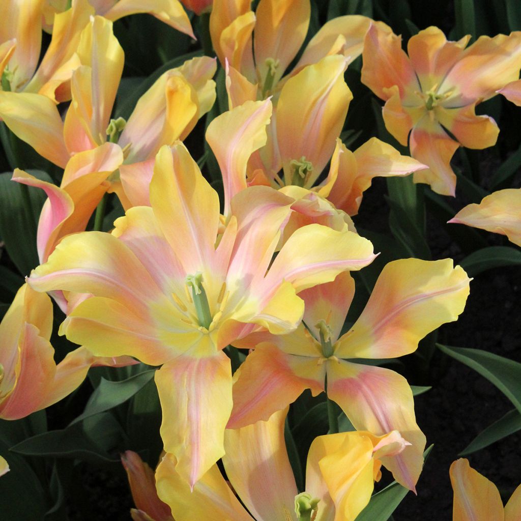 Lilienblütige Tulpe Marianne