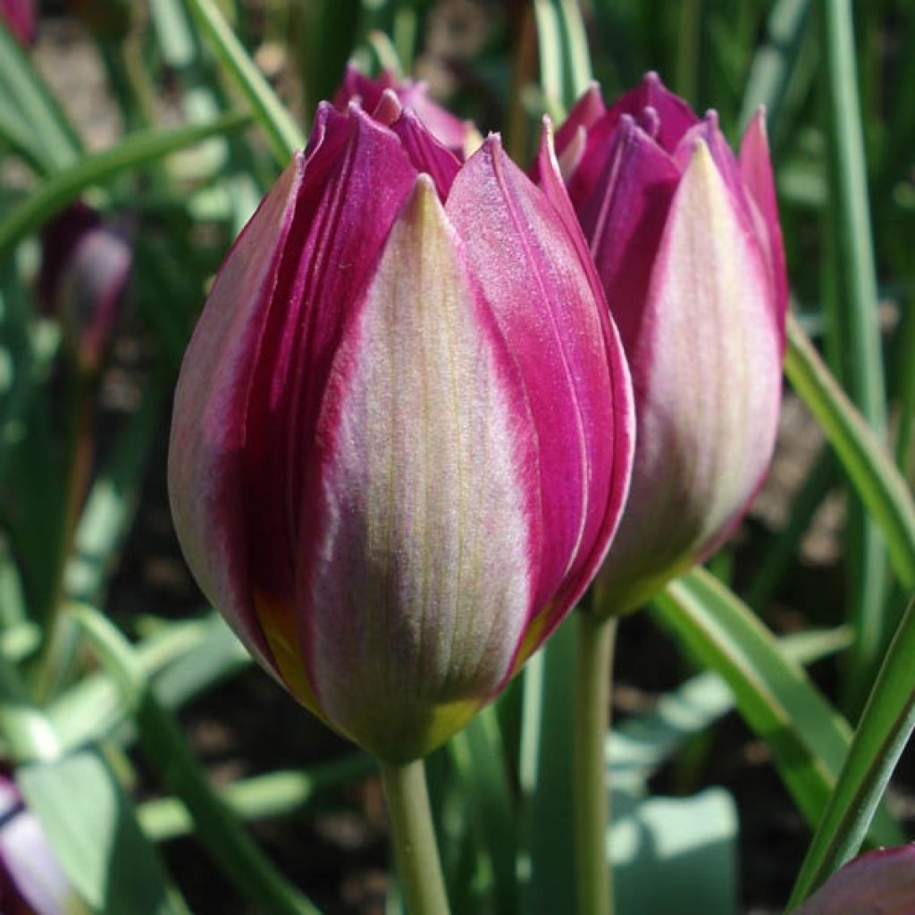 Niedrige Tulpe botanisch Odalisque