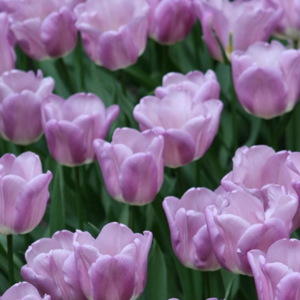 Triumph-Tulpe Magic Lavender