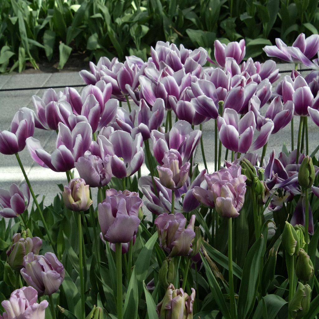 Papageien-Tulpe James Last