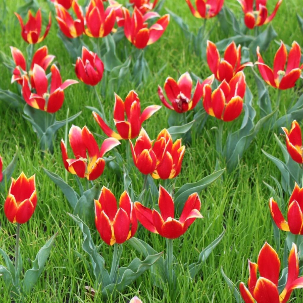 Tulipa schrenkii - Schrenkis Tulpe