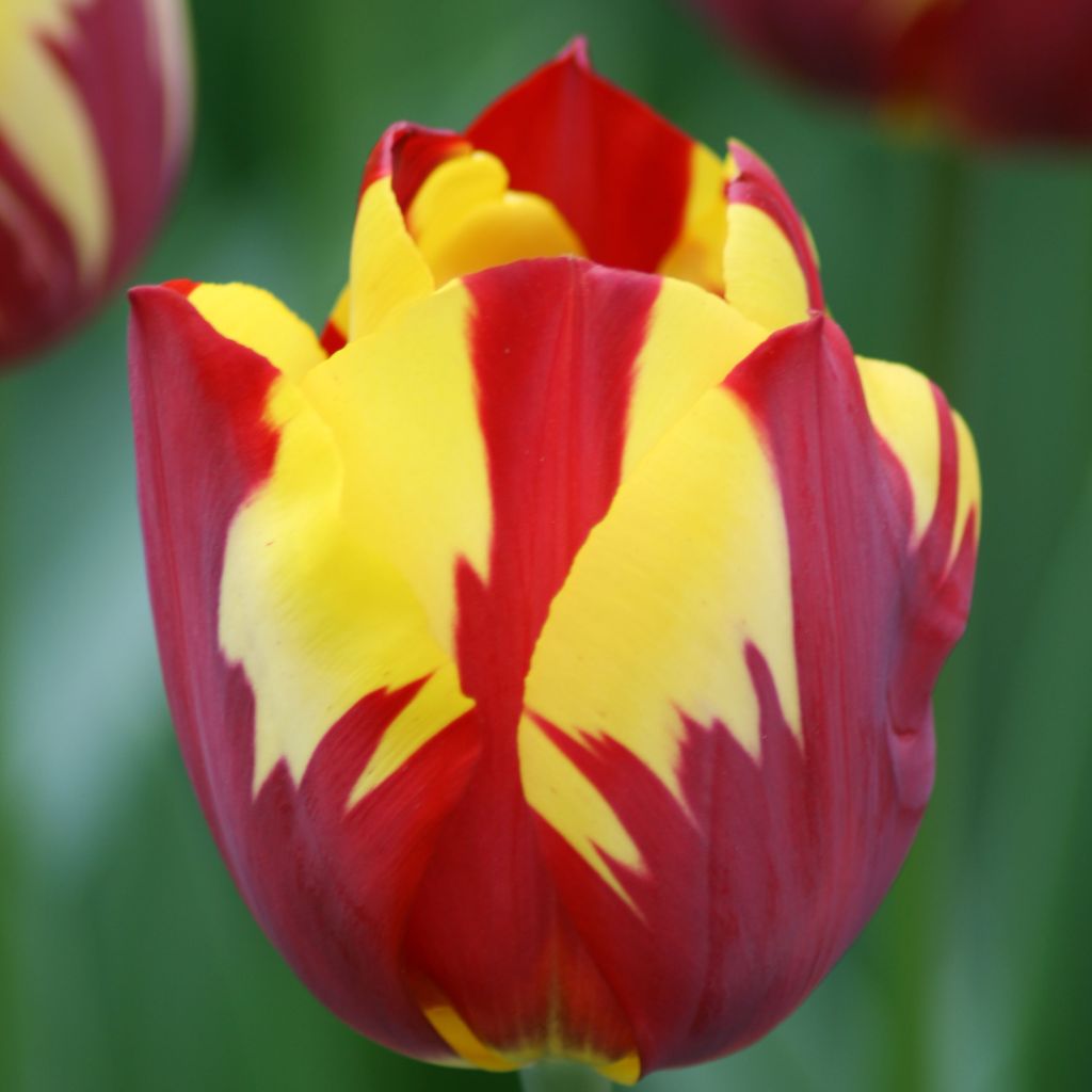Triumph-Tulpe Helmar