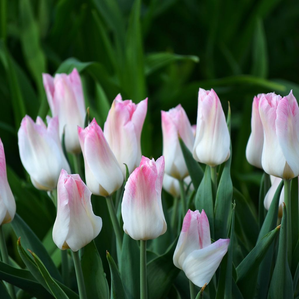 Triumph-Tulpe Kyoko Takahashi