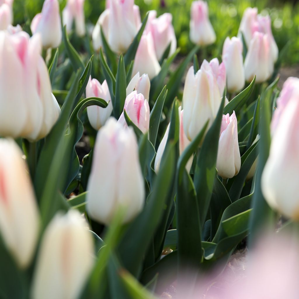 Triumph-Tulpe Kyoko Takahashi