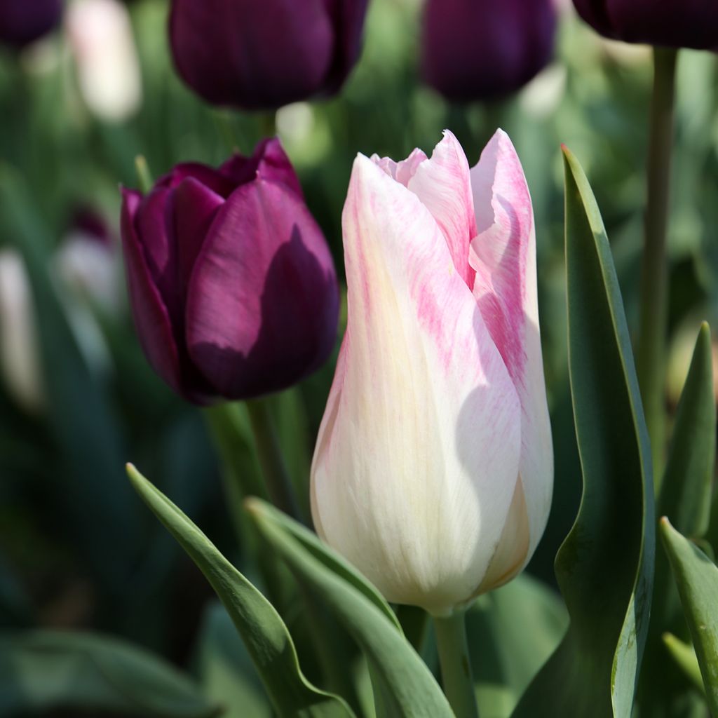 Triumph-Tulpe Kyoko Takahashi