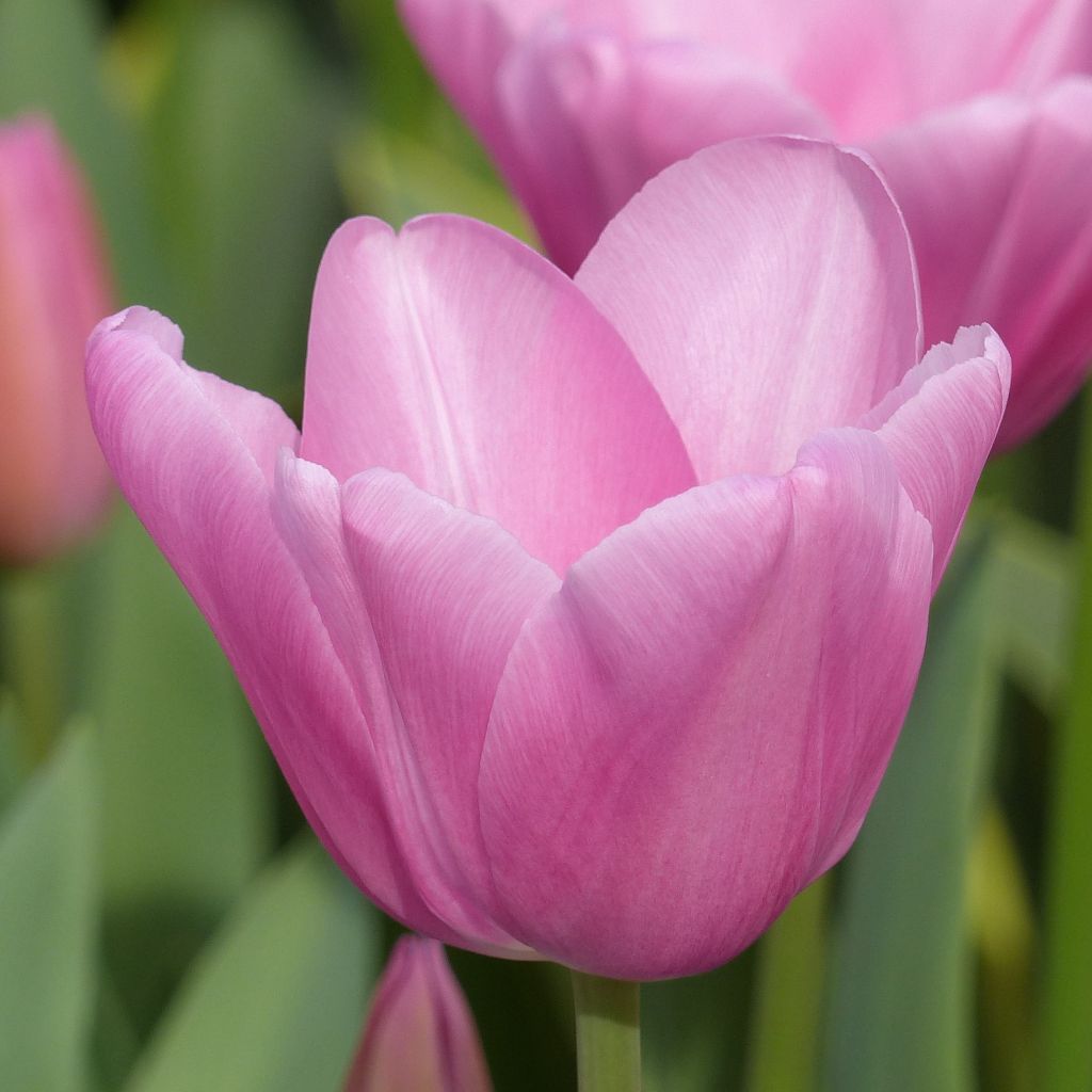 Triumph-Tulpe Mistress