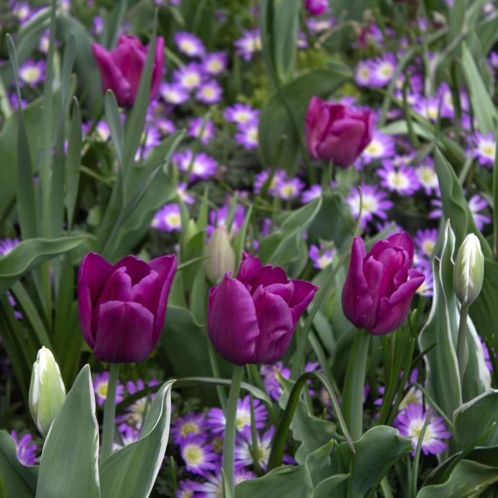 Triumph-Tulpe Passionale