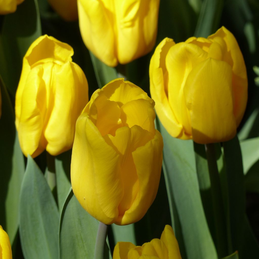 Triumph-Tulpe Strong Gold