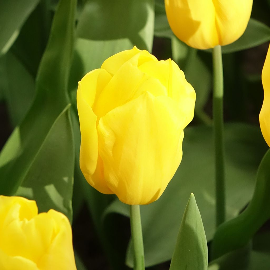 Triumph-Tulpe Strong Gold