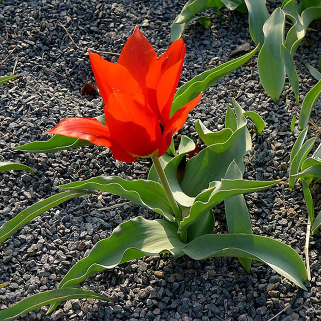 Tulipa eichleri - Wildtulpe, Eichler-Tulpe