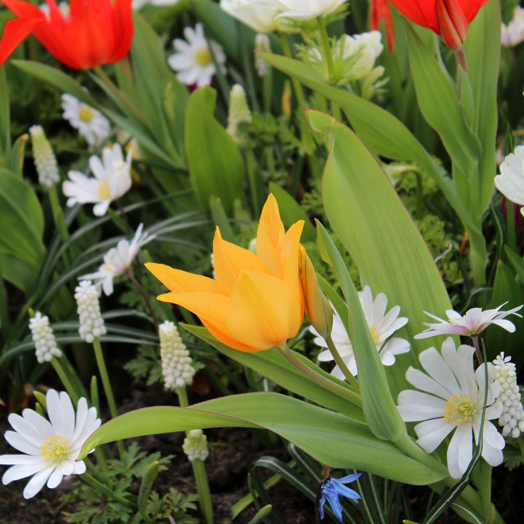 Tulipa praestans Shogun - Vortreffliche Tulpe
