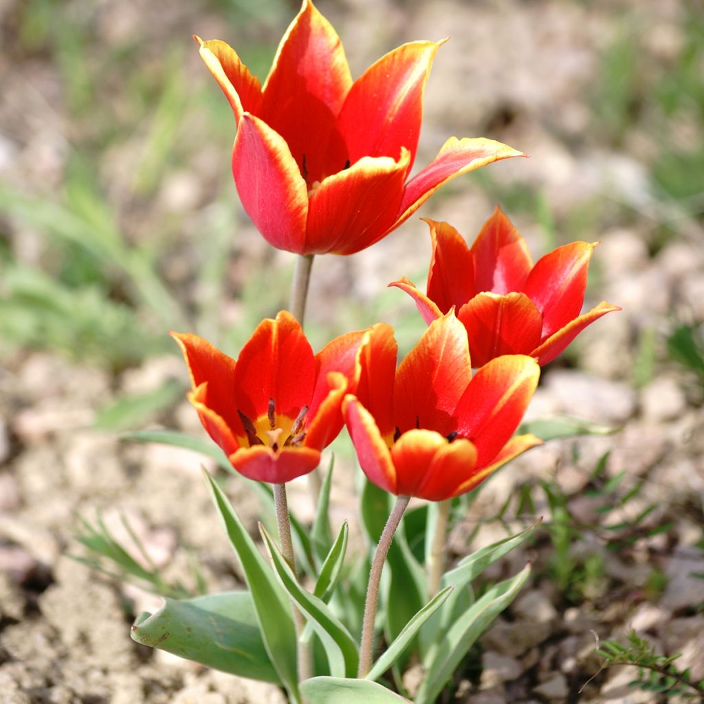 Tulipa schrenkii - Schrenkis Tulpe
