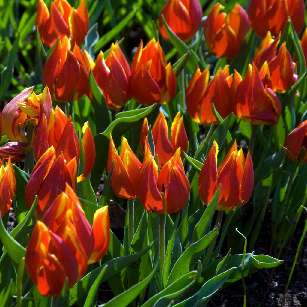 Tulipa schrenkii - Schrenkis Tulpe