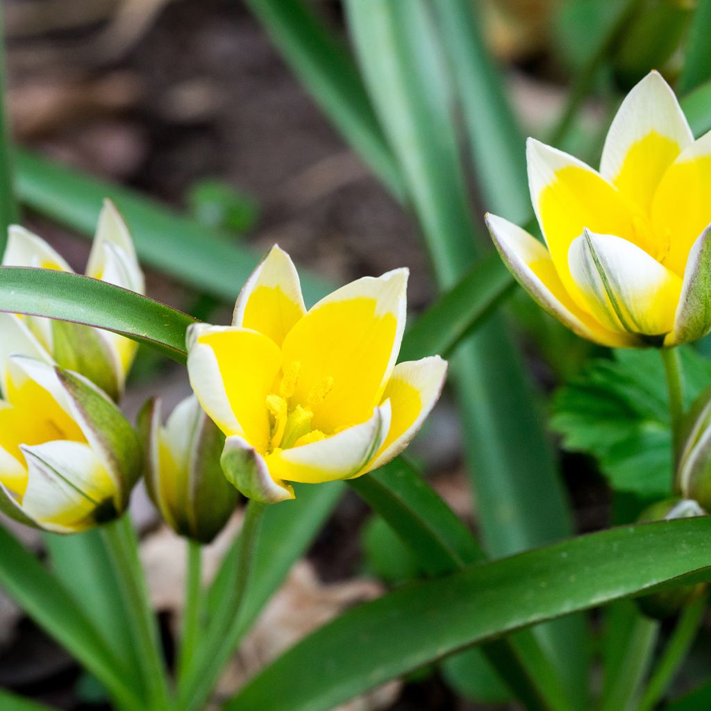 Tulipa tarda - Späte Tulpe