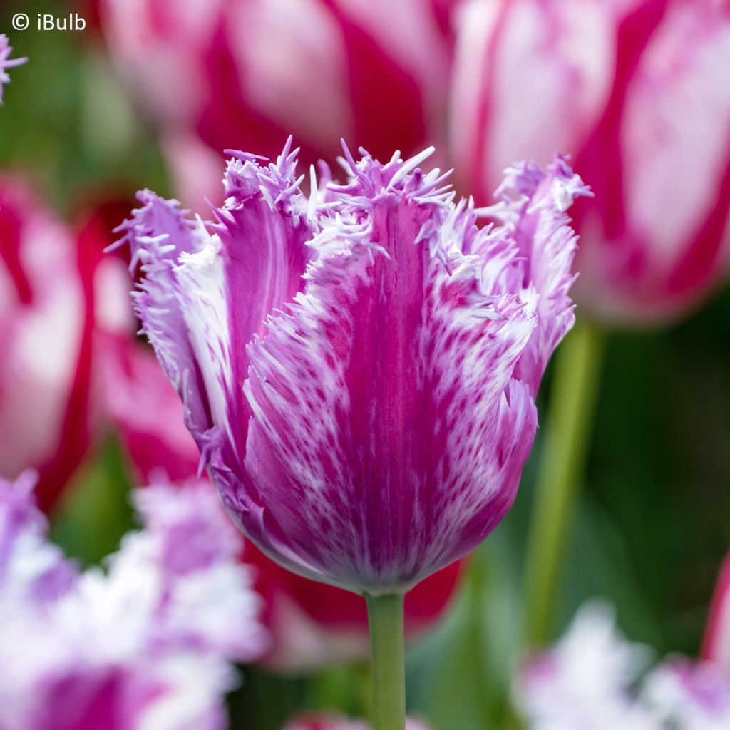 Gefranste Tulpe Purple Circus