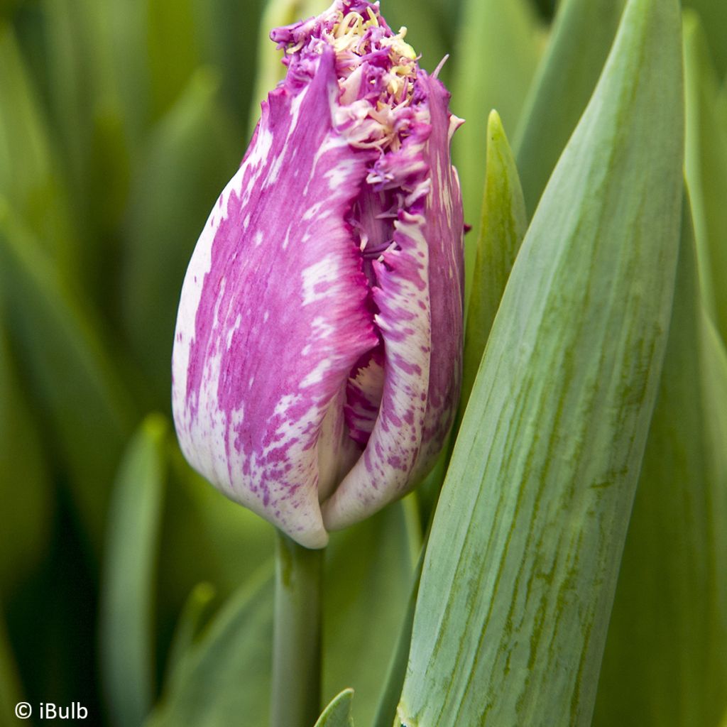 Gefranste Tulpe Purple Circus