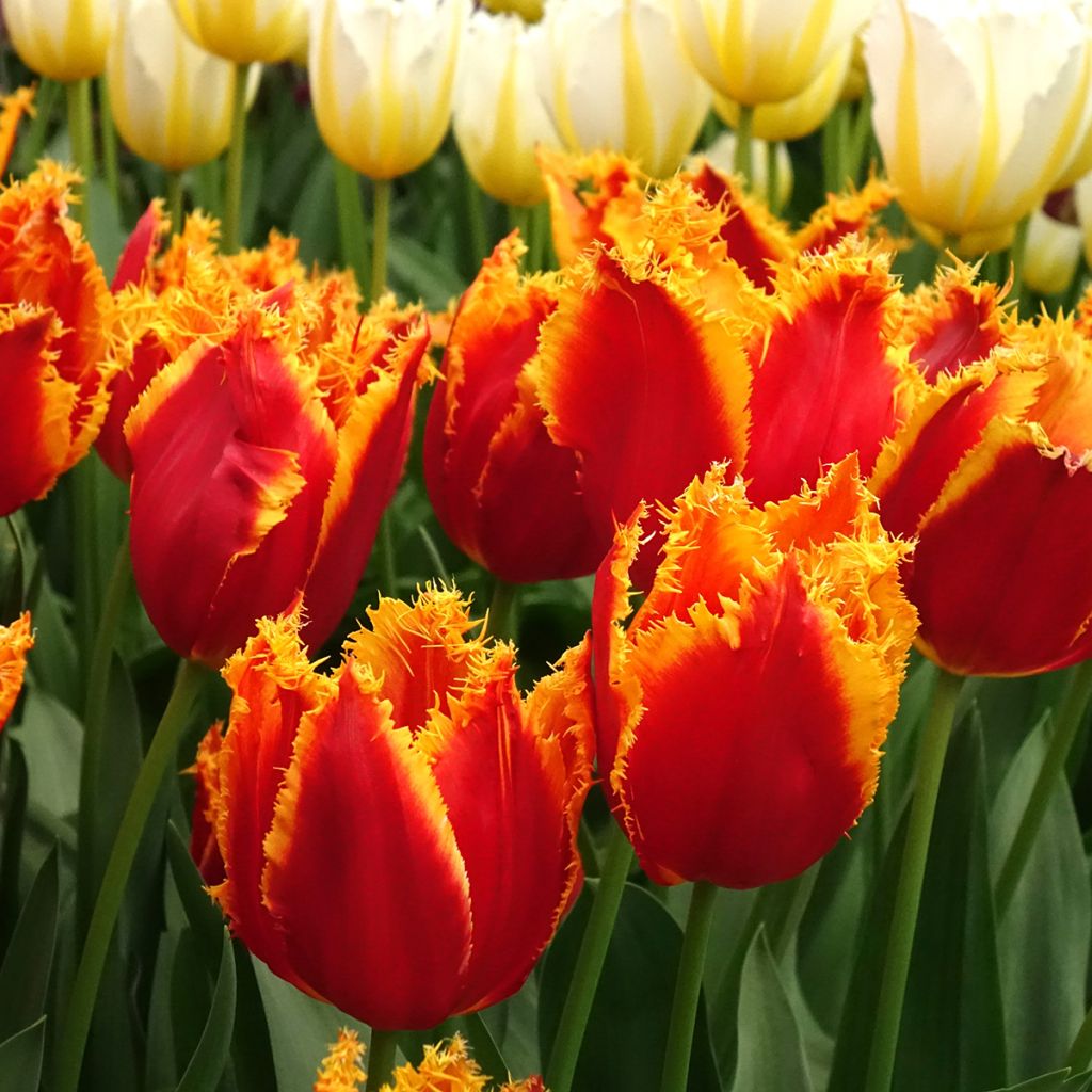 Gefranste Tulpe Fabio