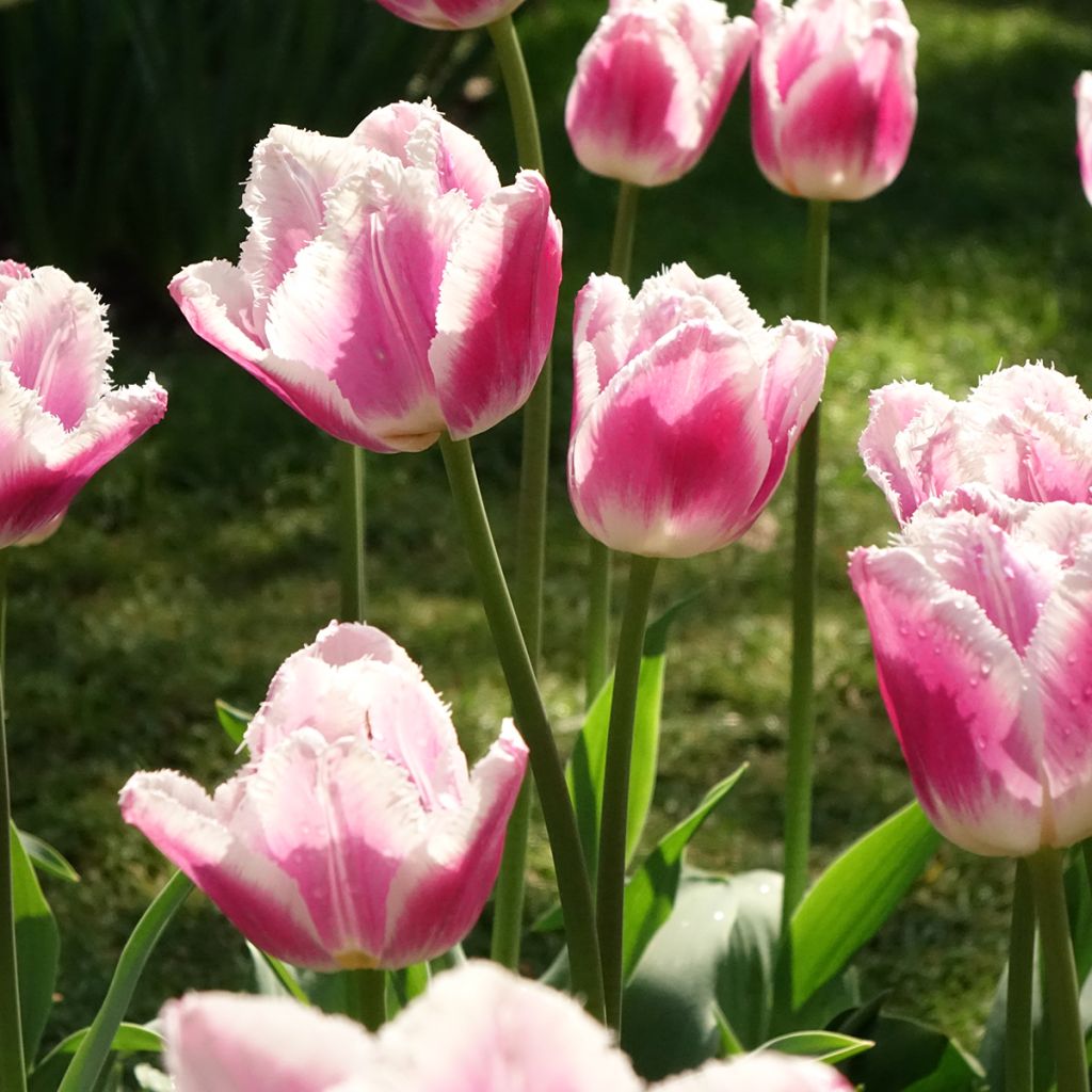 Gefranste Tulpe Siesta