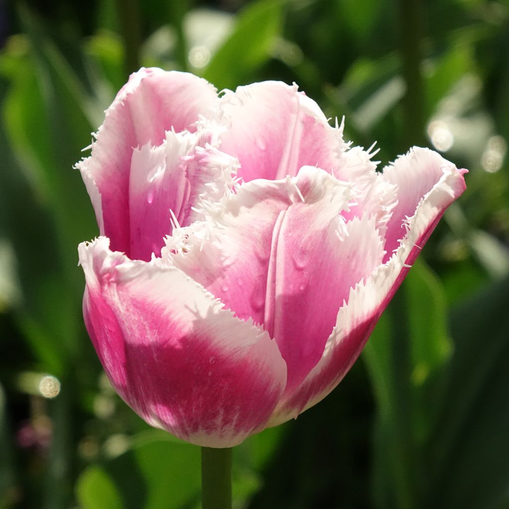 Gefranste Tulpe Siesta