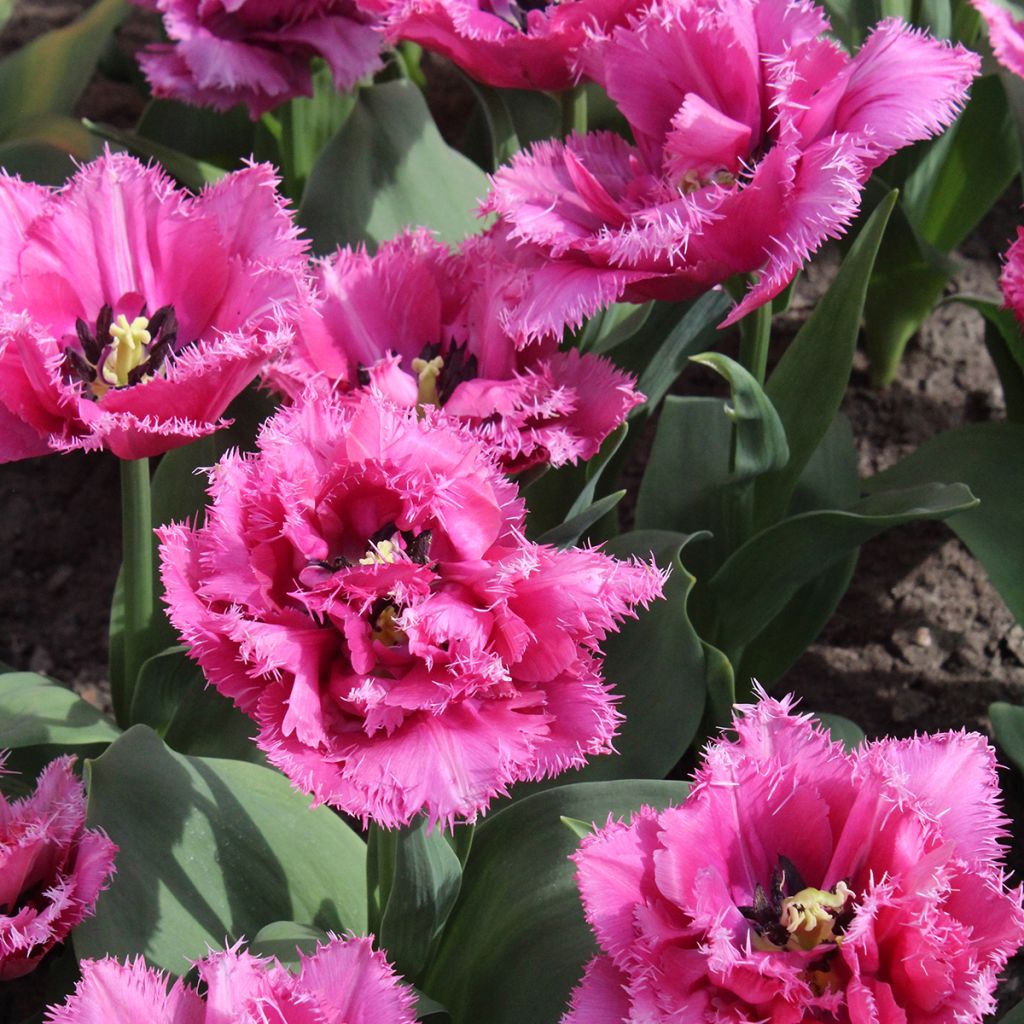 Gefranste Tulpe Match Point