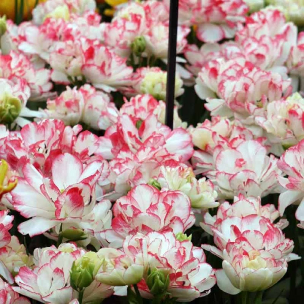 Späte Gefüllte Tulpe Cartouche