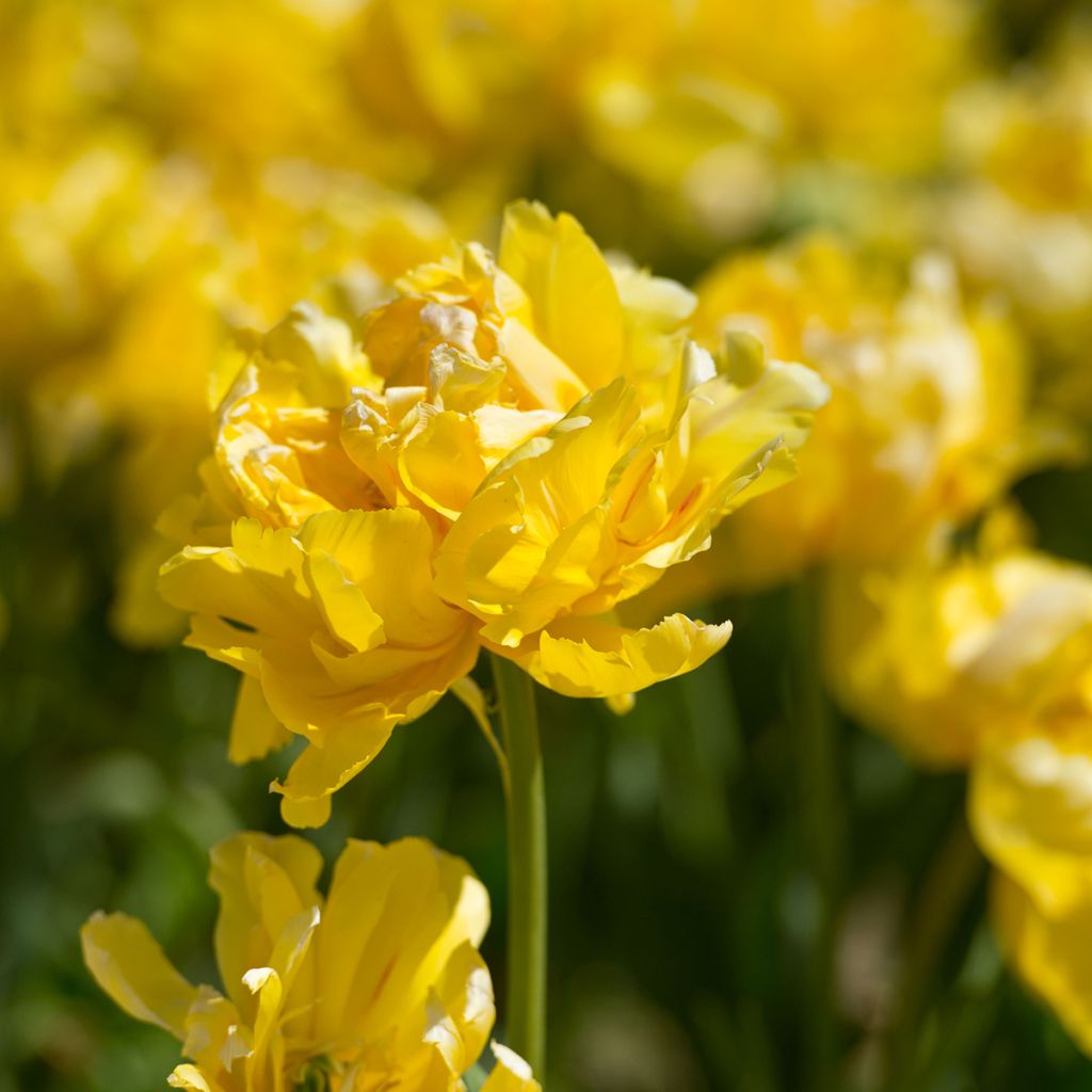 Frühe Gefüllte Tulpe Yellow Margarita