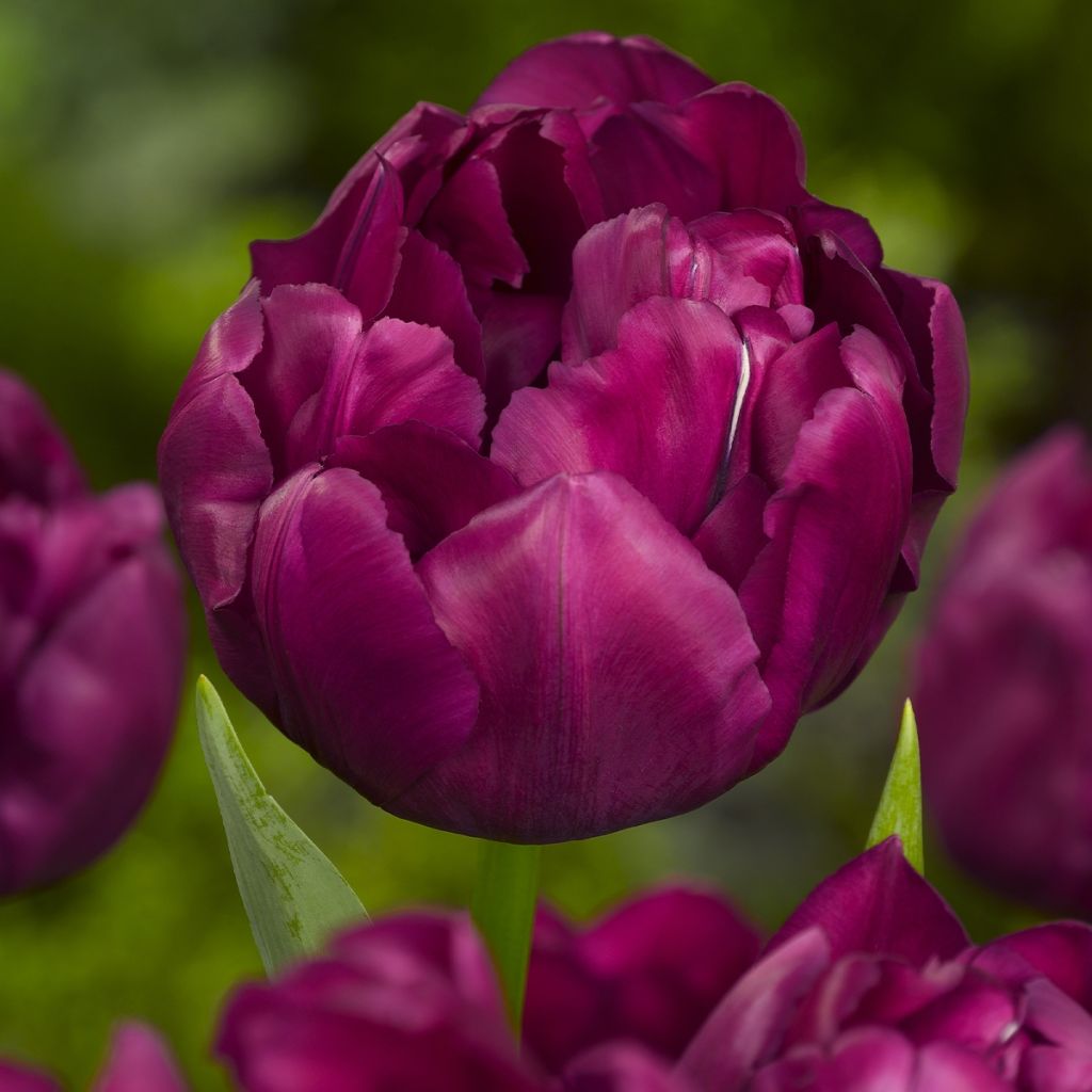 Frühe Gefüllte Tulpe Alison Bradley