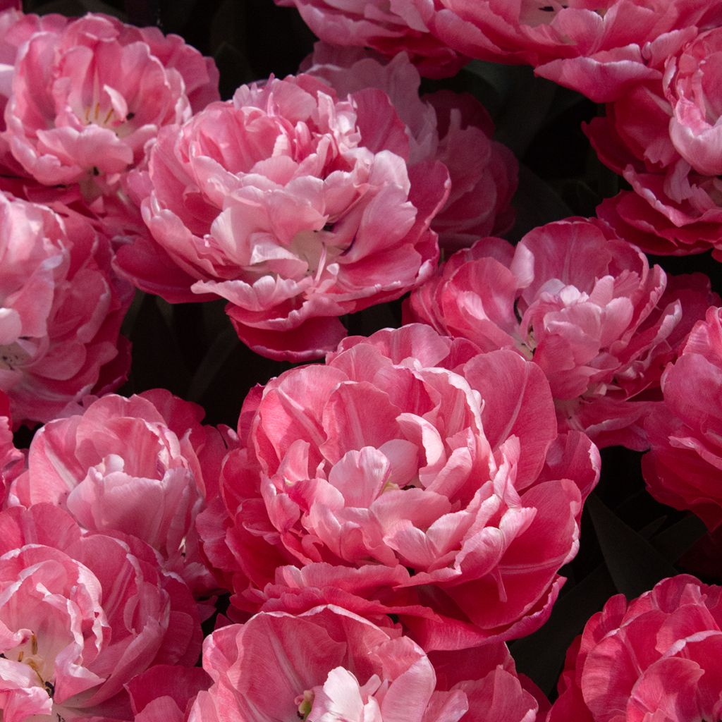 Frühe Gefüllte Tulpe Foxtrot