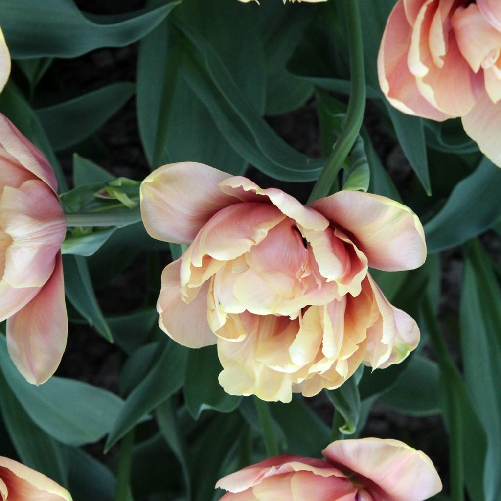 Frühe Gefüllte Tulpe La Belle Epoque