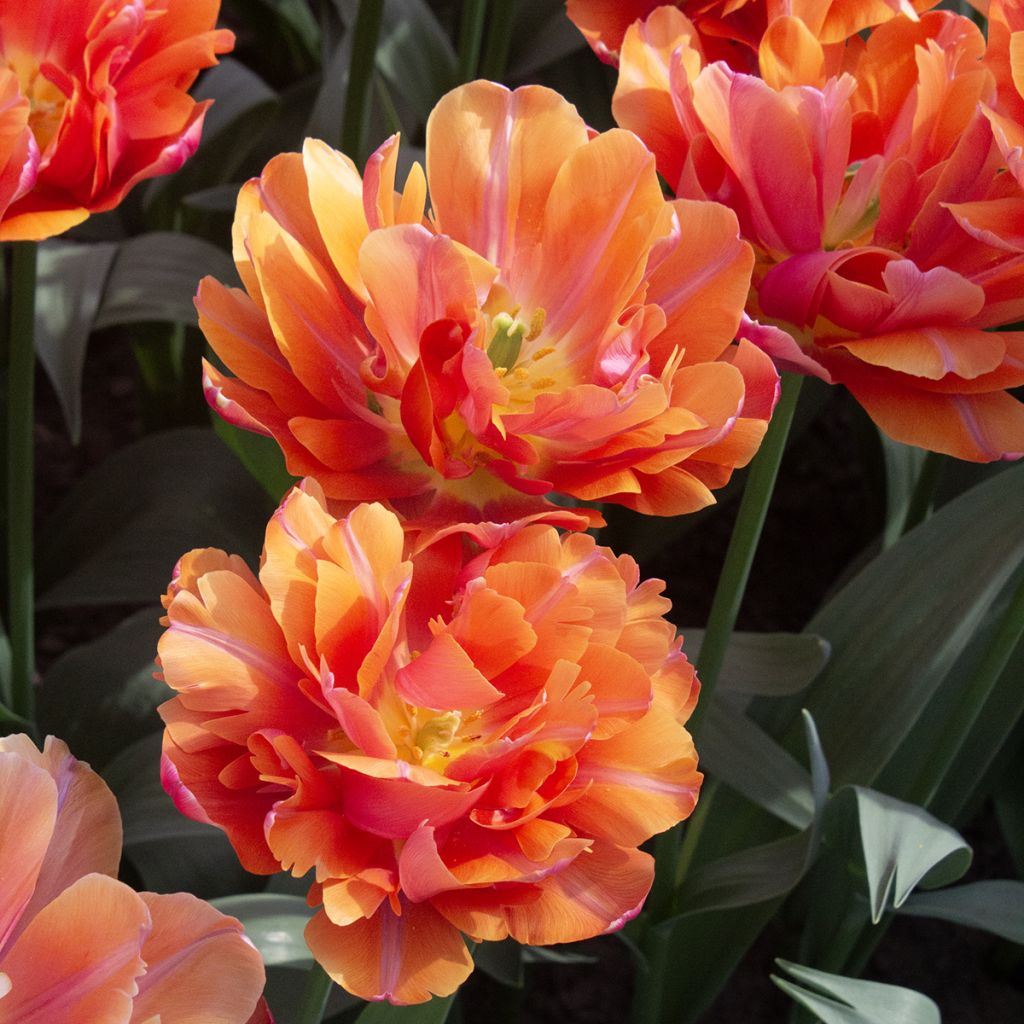 Frühe Gefüllte Tulpe Orca