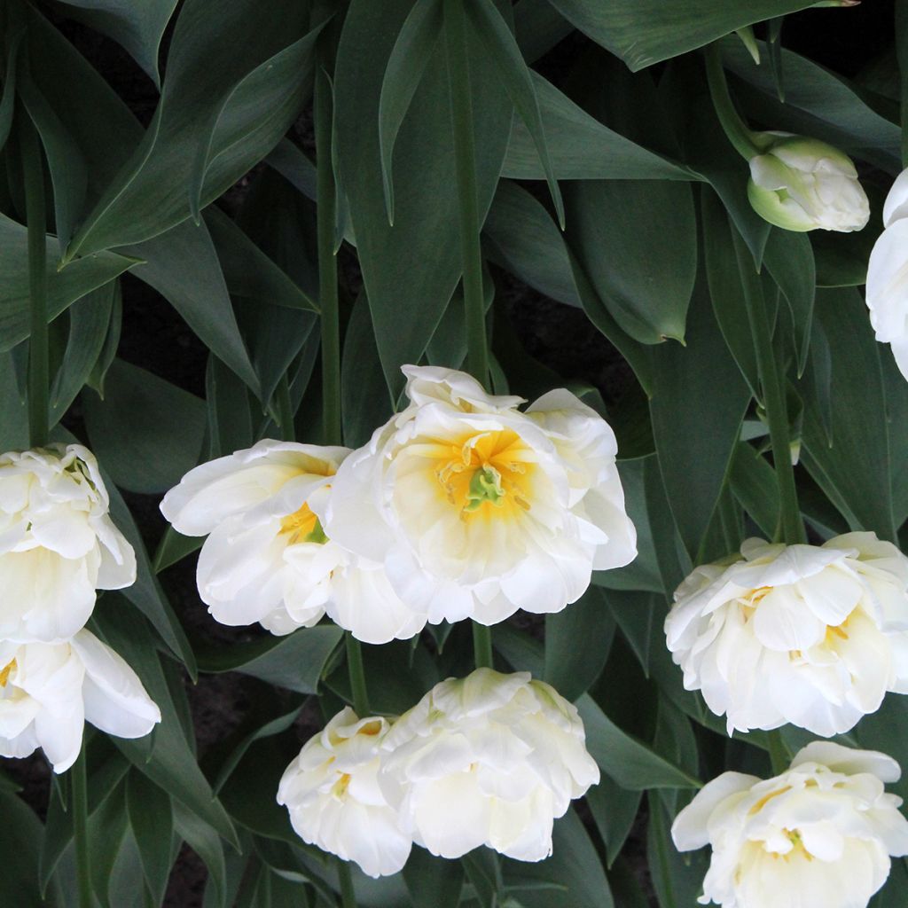 Späte Gefüllte Tulpe Cool 