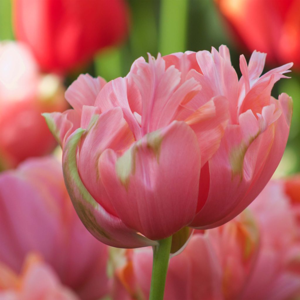 Späte Gefüllte Tulpe Menton Unique