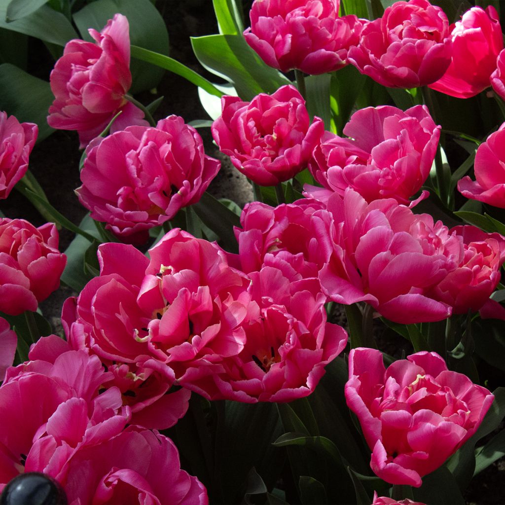 Späte Gefüllte Tulpe Sunset Tropical