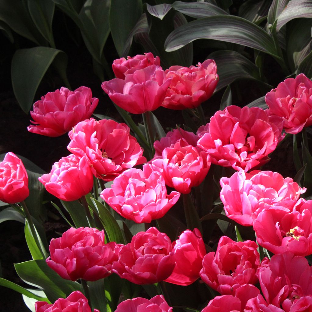 Späte Gefüllte Tulpe Sunset Tropical