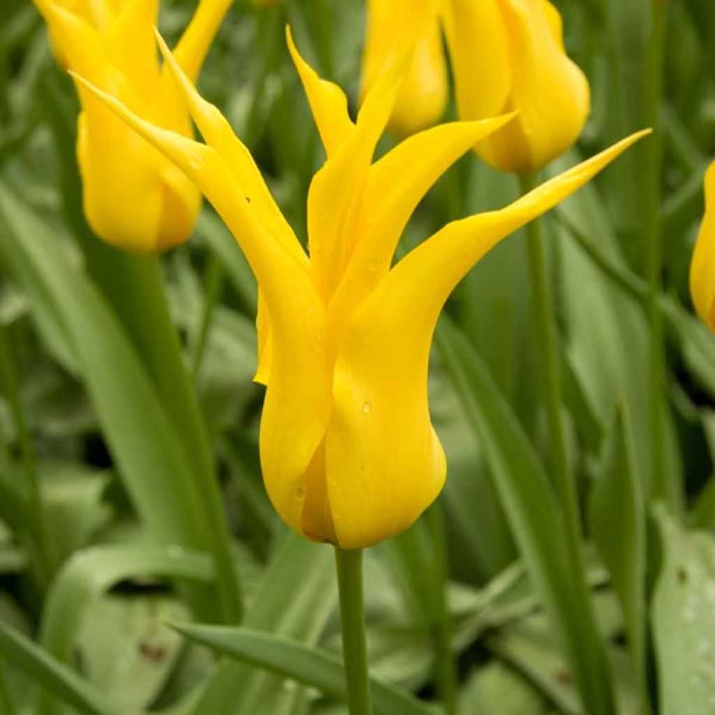 Lilienblütige Tulpe West Point