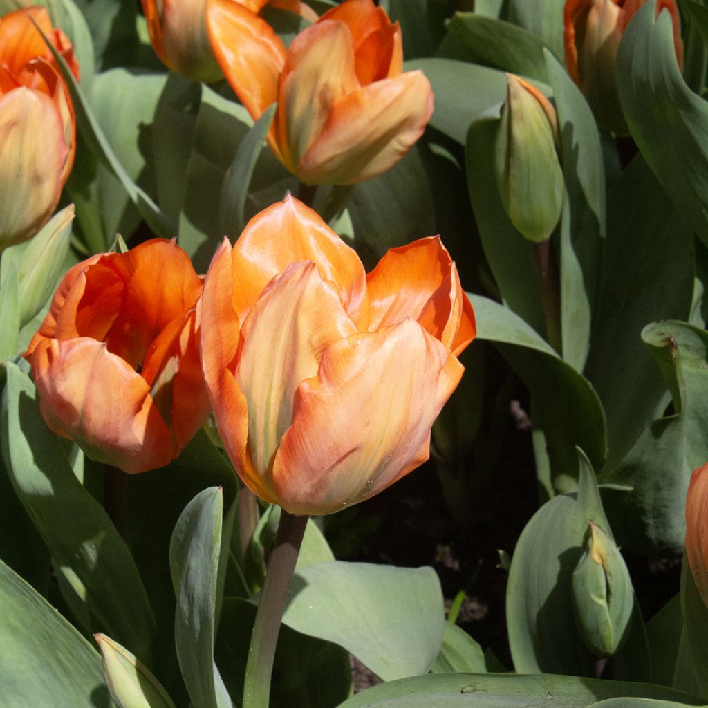 Tulipa fosteriana Orange Emperor