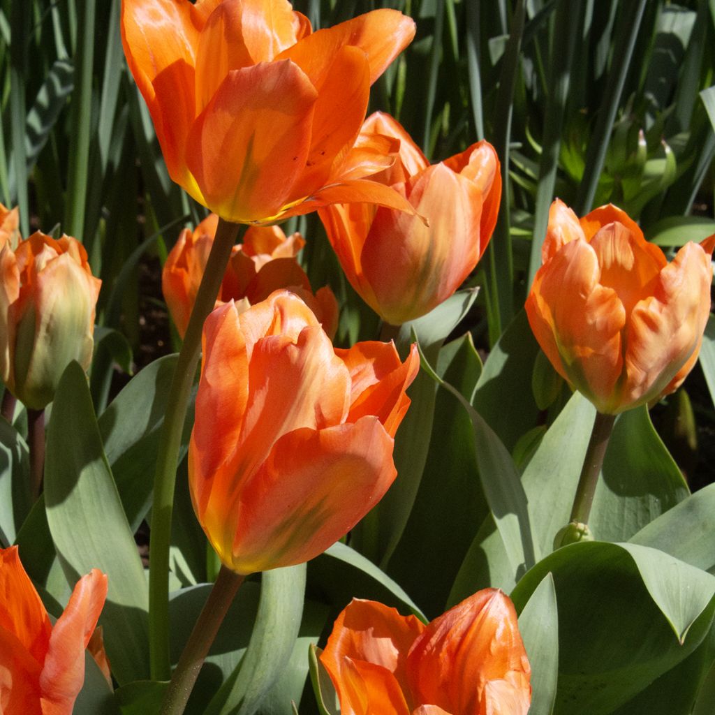 Tulipa fosteriana Orange Emperor
