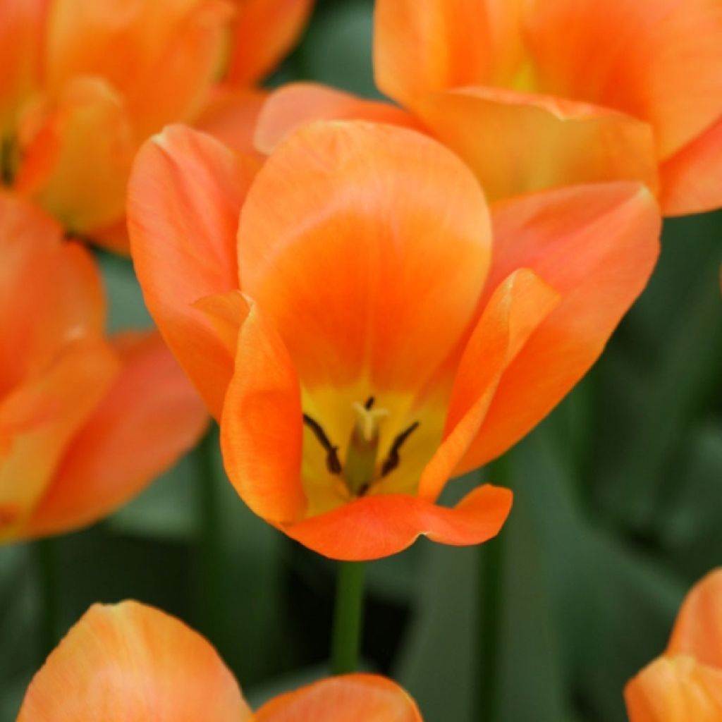 Tulipa fosteriana Orange Emperor