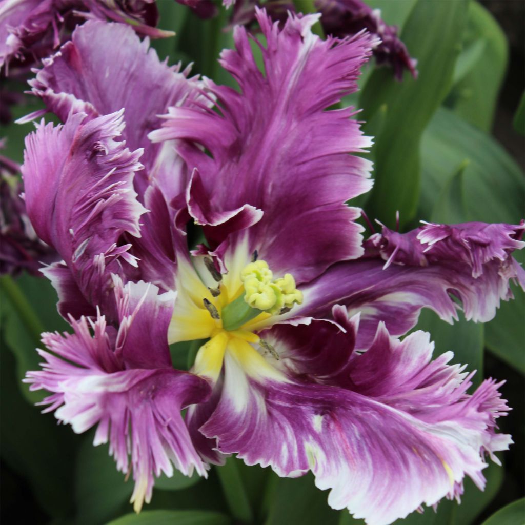 Papageien-Tulpe Mysterious Parrot