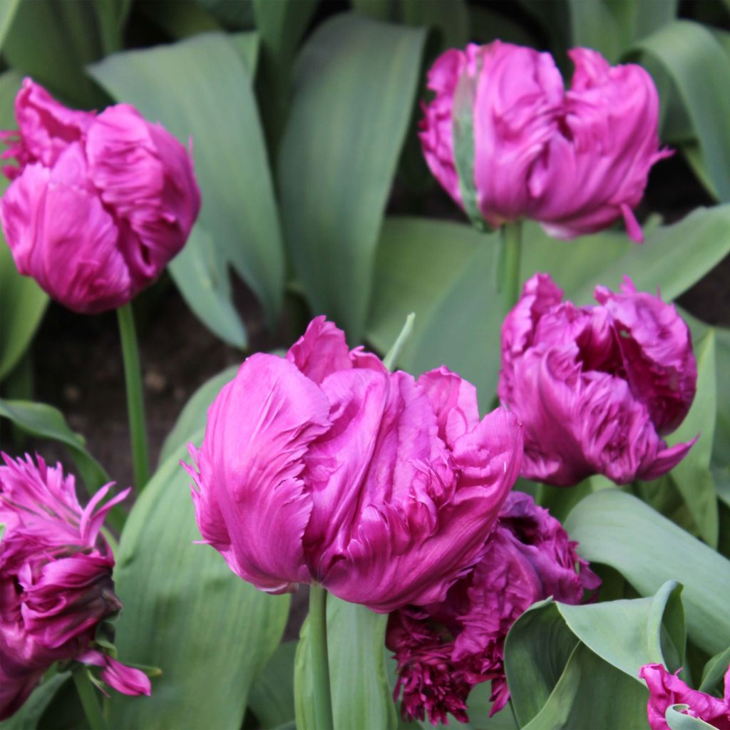 Tulipe perroquet Parrot Prince