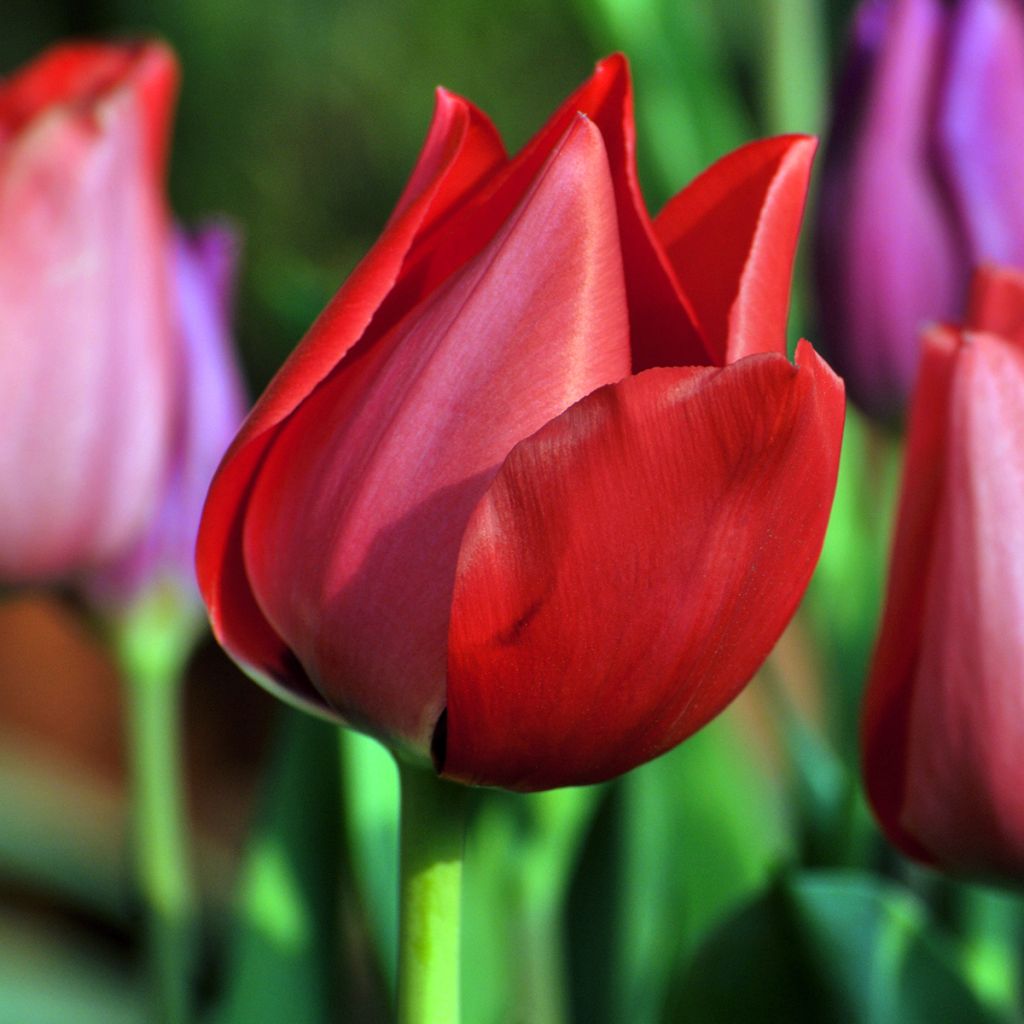 Frühe Einfache Tulpe Christmas Carol