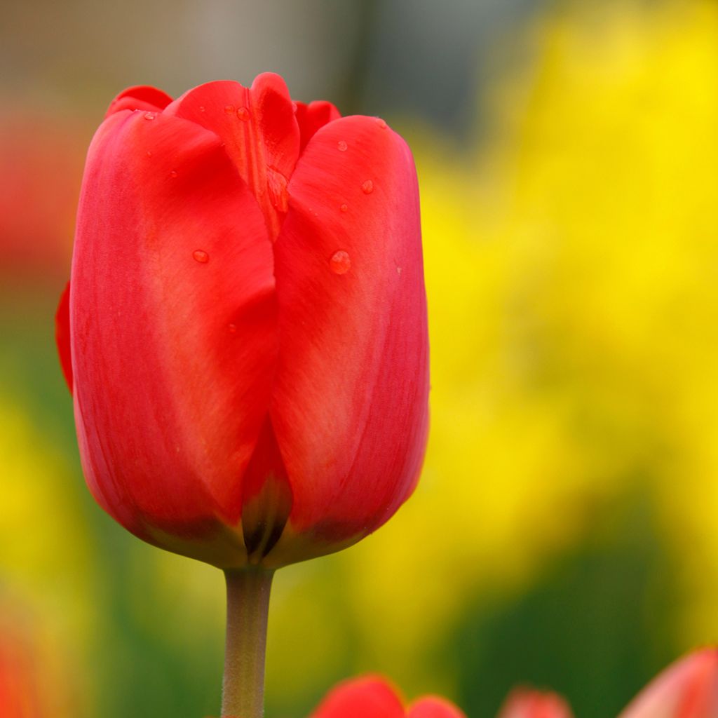 Frühe Einfache Tulpe Paradiso