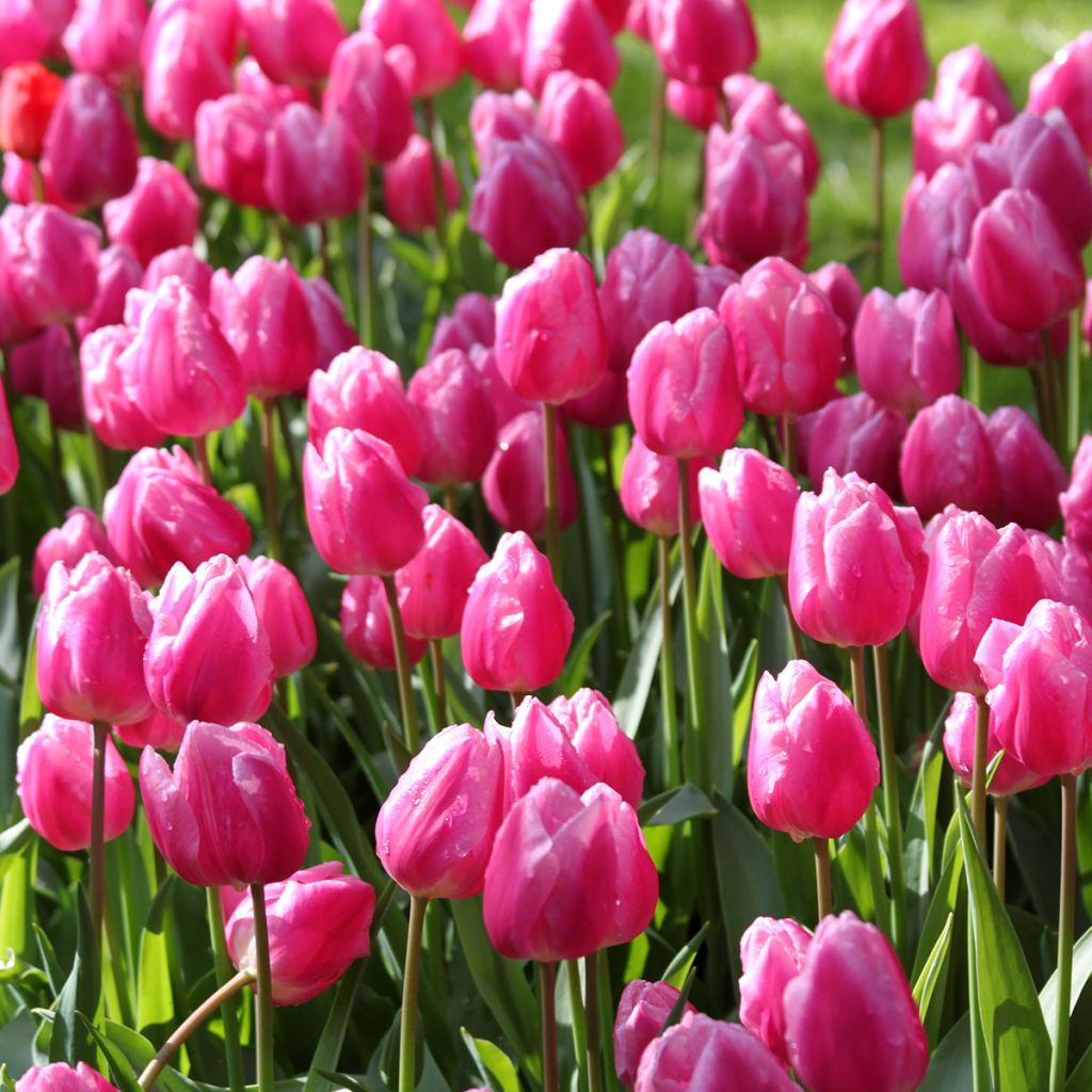 Frühe Einfache Tulpe Aafke