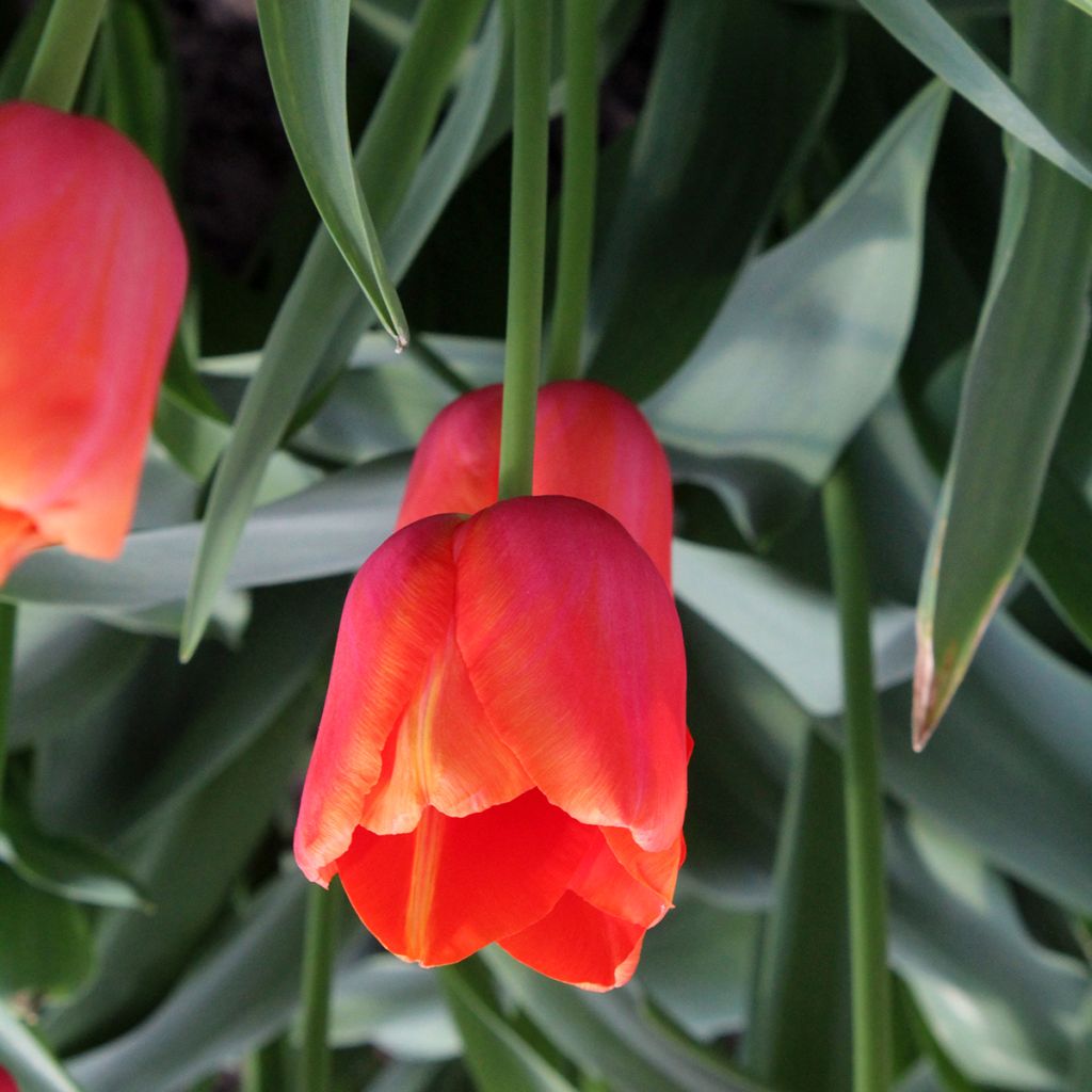 Späte Einfache Tulpe Avignon