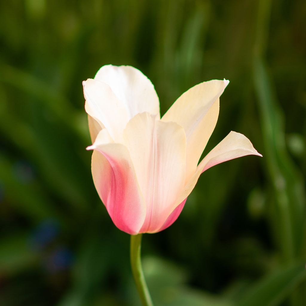 Späte Einfache Tulpe Blushing Lady