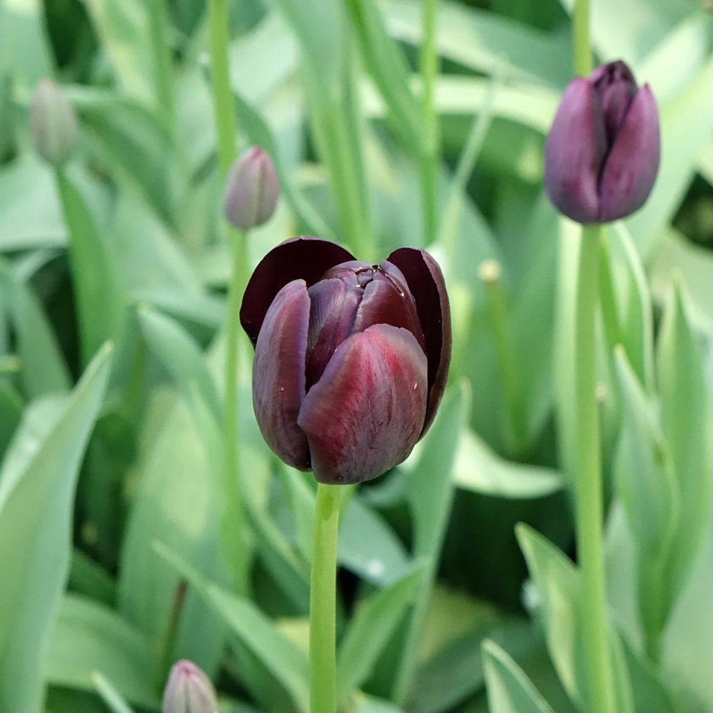 Späte Einfache Tulpe Reine de la Nuit