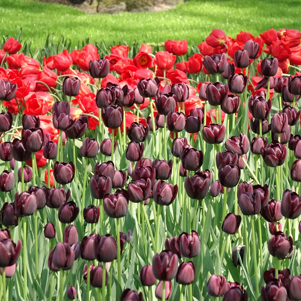 Späte Einfache Tulpe Reine de la Nuit